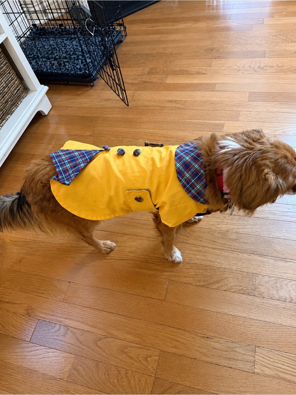 Yellow Plaid-Trim Dog Raincoat